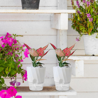 Self Watering Planter