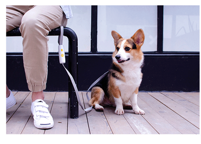 Hands-Free Leash