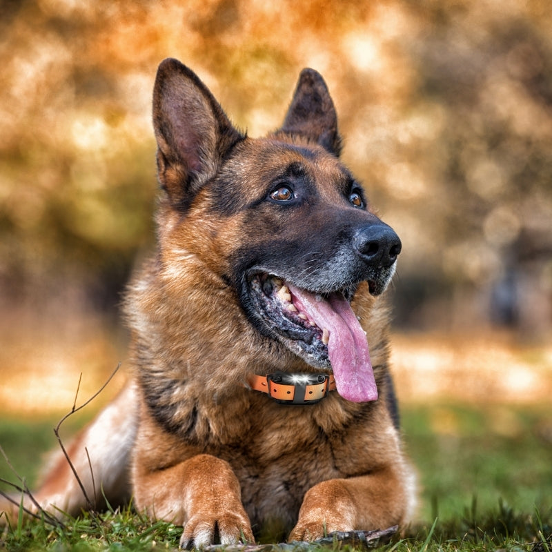 Remote Dog Training Collar